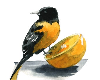 baltimore oriole 8x10 art print - Watercolor Birding Art by Marcia Furman