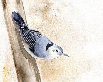 Mr. Nuthatch 8x10 art print - White-breasted Nuthatch Bird Watercolor Birding Art by Marcia Furman