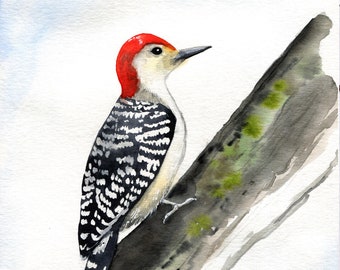 Red-bellied Woodpecker - art print - Bird Watercolor Birding Art by Marcia Furman