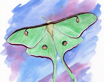 Luna Moth 8x10 art print - Art by Marcia Furman