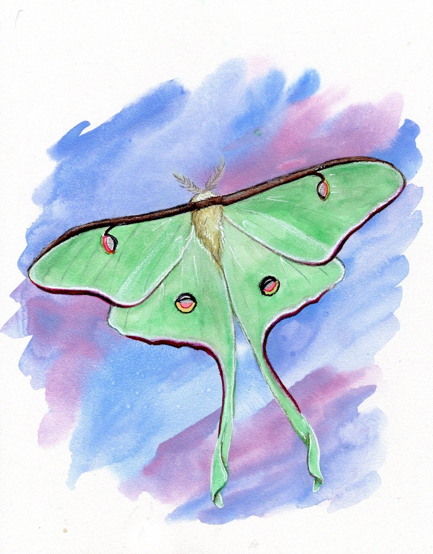 Luna Moth 8x10 Art Print - Art by Marcia Furman - Etsy UK