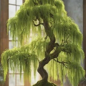 May include: A weeping willow bonsai tree with a thick, textured, dark brown trunk and long, cascading branches covered in vibrant, light green leaves. The tree is planted in a dark, rectangular container with moss covering the soil surface.