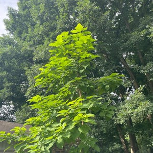 May include: A vibrant green tree with large, heart-shaped leaves stands prominently against a backdrop of other trees. The leaves are a bright, almost neon green, catching the sunlight. The tree's trunk is visible, and the sky is partially visible.