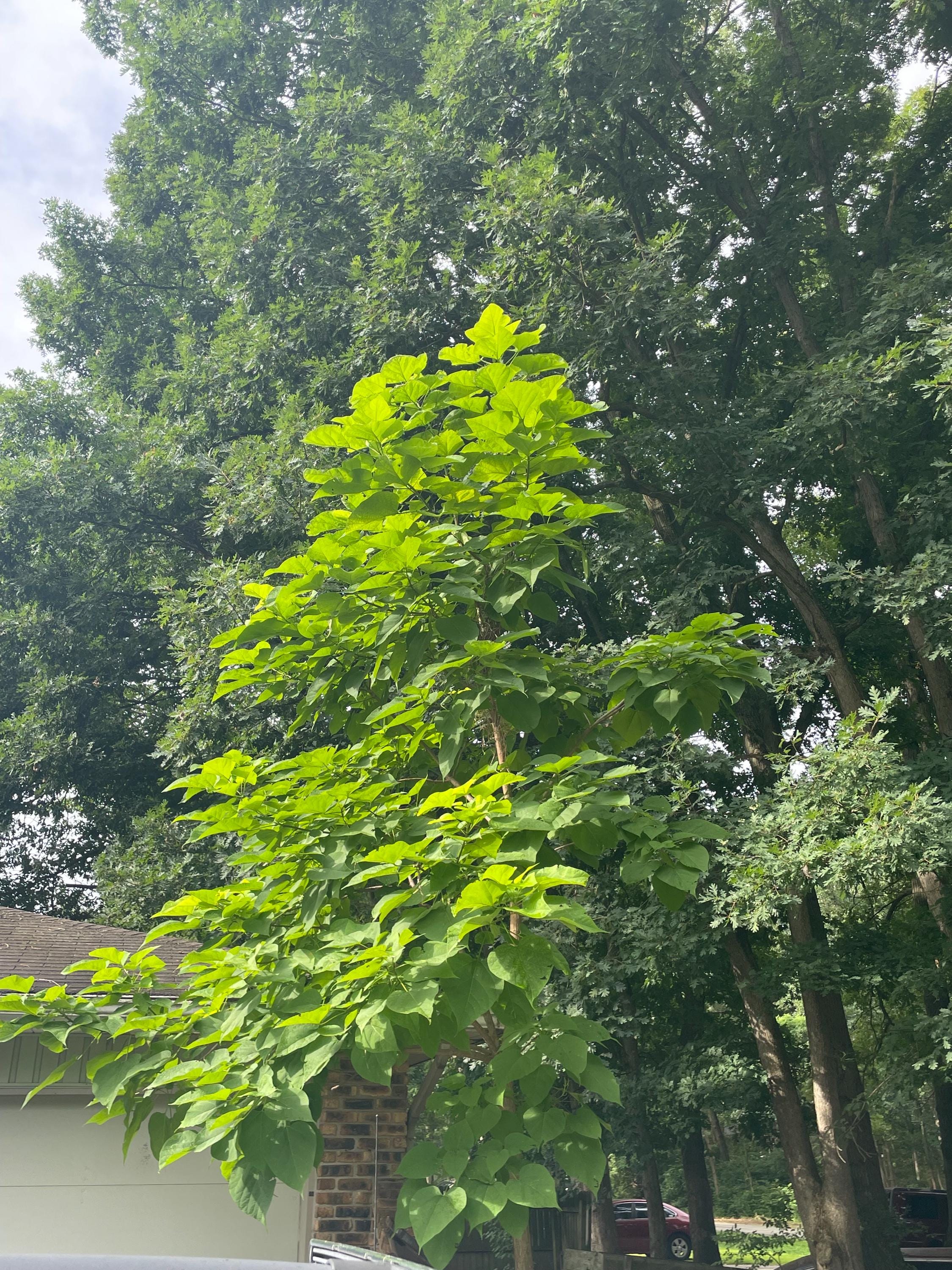 Catalpa Trees. 6 pack Ready to propagate and plant! Fast growing.