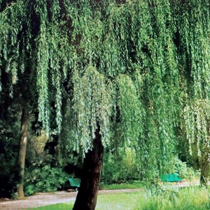 May include: A large weeping willow tree with a thick, dark brown trunk and long, slender, cascading branches covered in vibrant green, narrow leaves that hang down toward the grassy ground in a park setting with a path and green benches.