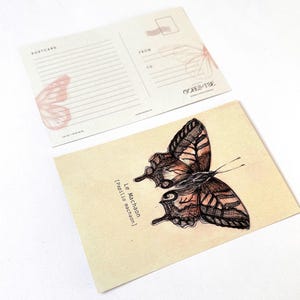 postales d'illustration de papillon | Art breton inspiré de la nature | Achetez individuellement ou en lot