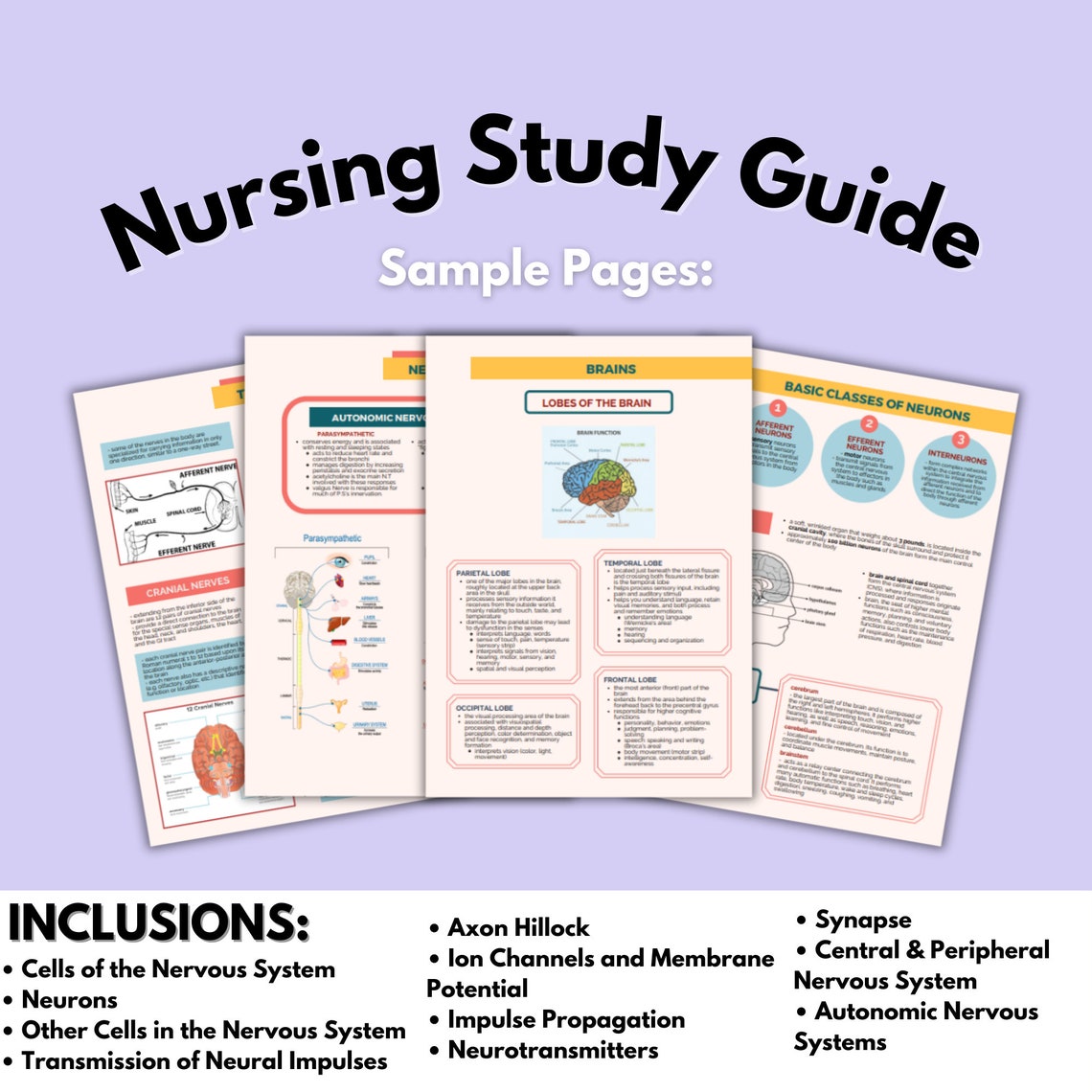 8 Pages Nervous System Study Guide | Clinical Skills | Premed Student ...
