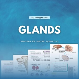 May include: A collection of printable PDF documents on a blue background. The documents feature diagrams and text about glands and blood cells. The title "GLANDS" is displayed in large white letters, with "Top Selling Product" above it.