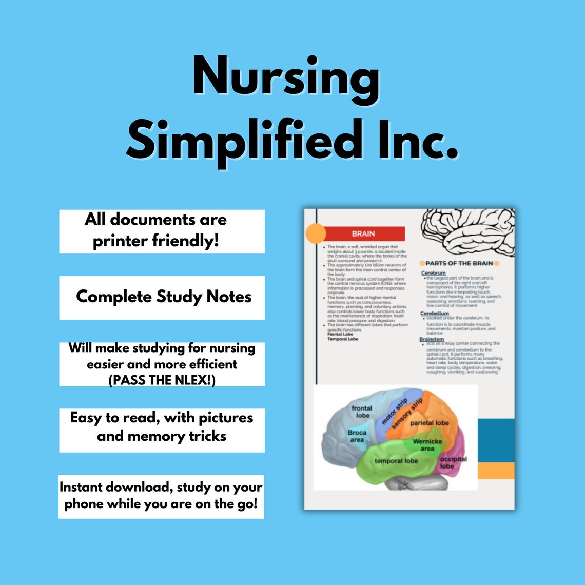 23 Pages Neurological System - Med Surgery Study Notes , Doctor Lecture ...