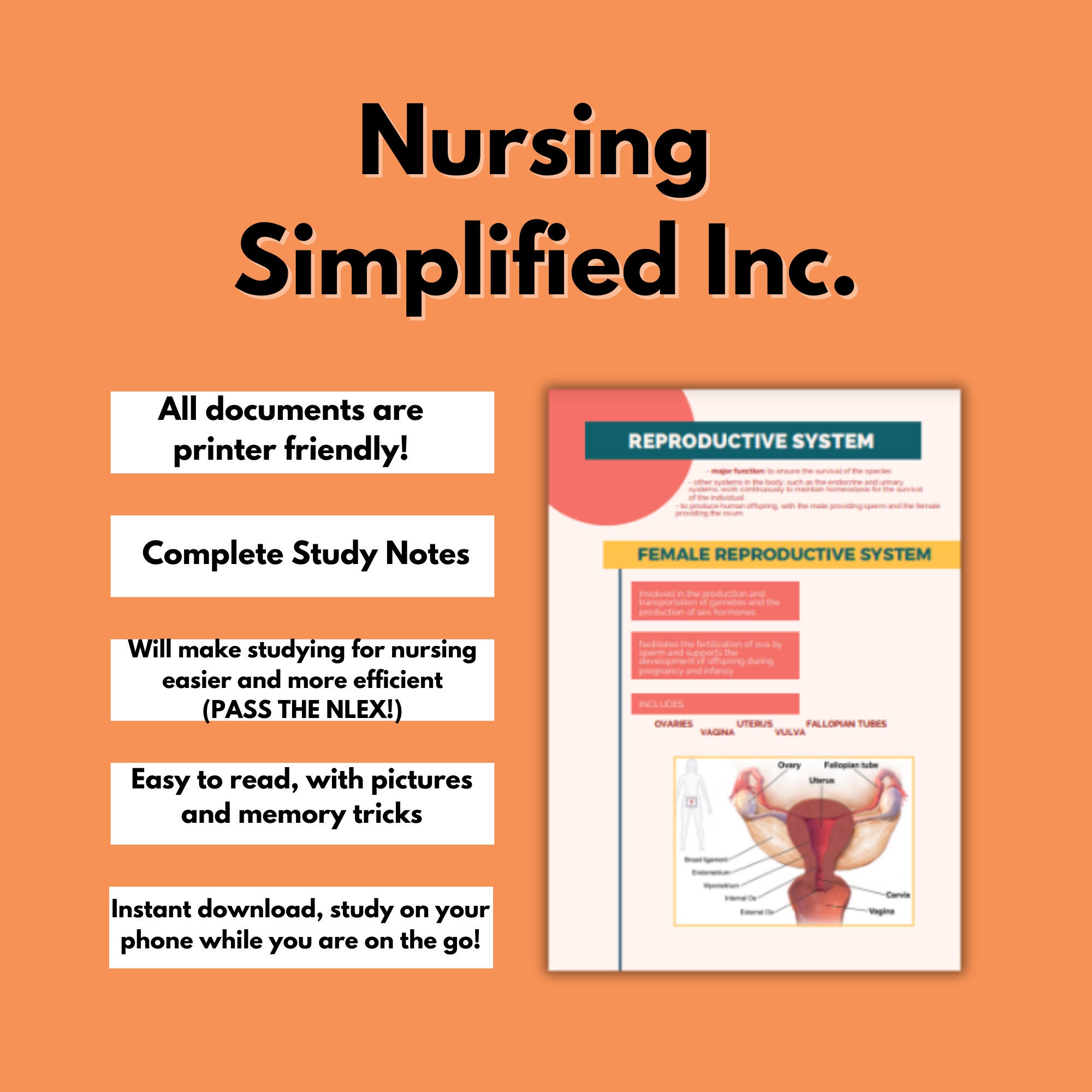 Reporductive System Notes 14 Pages Reproductive System Study Notes | Nursing School | Anatomy and ...