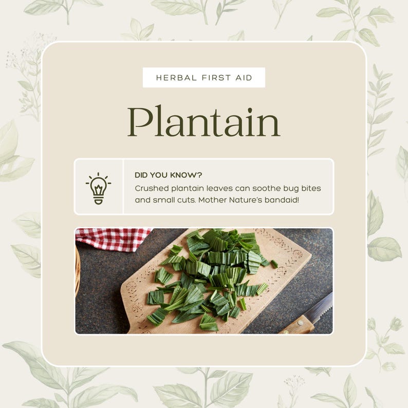 50 Editable Herbal Social Media Posts for Instagram Customizable Canva ...