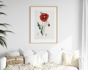 VINTAGE Botanical Printable Wall Art Decor | Medicinal Herb Illustration | Common poppy (Papaver rhoeas) | DIGITAL PRINT