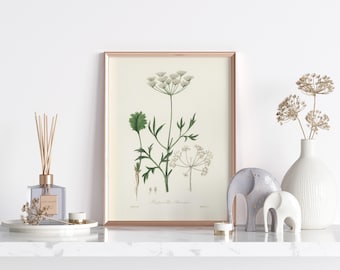 VINTAGE Botanical Printable Wall Art Decor | Medicinal Herb Illustration | Aniseed (Pimpinella anisum) | DIGITAL PRINT