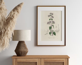 VINTAGE Botanical Printable Wall Art Decor | Medicinal Herb Illustration | Oregano (Origanum vulgare) | DIGITAL PRINT
