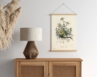 VINTAGE Botanical Printable Wall Art Decor | Medicinal Herb Illustration | Chamomile (Anthemis nobilis) | DIGITAL PRINT
