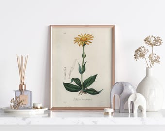 VINTAGE Botanical Printable Wall Art Decor | Medicinal Herb Illustration | Mountain arnica (Arnica montana) | DIGITAL PRINT