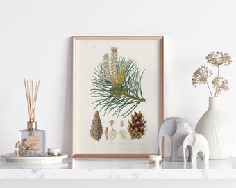 VINTAGE Botanical Printable Wall Art Decor | Medicinal Herb Illustration | Scots pine (Pinus sylvestris) | DIGITAL PRINT