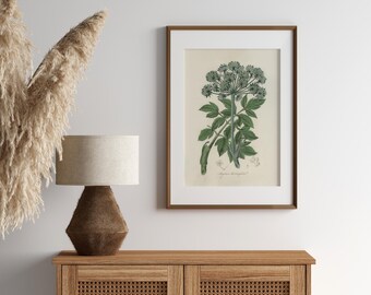 VINTAGE Botanical Printable Wall Art Decor | Medicinal Herb Illustration | Angelica (Angelica archangelica) | DIGITAL PRINT
