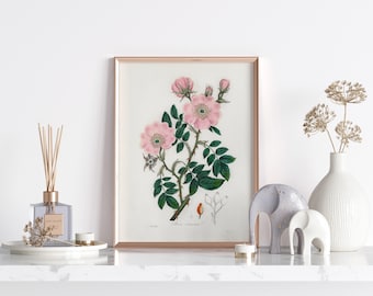 VINTAGE Botanical Printable Wall Art Decor | Medicinal Herb Illustration | Dog rose (Rosa canina) | DIGITAL PRINT