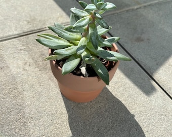 Cactus in vaso, succulento