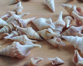 Tiny Drilled Seashells for Jewelry Making, Assorted Set of 25 Javanna Shells for DIY Earrings, Necklace, Bracelet