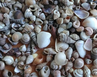Surtido de conchas marinas diminutas, de 1/8 a 1 pulgada, una bolsa de 3" x 4"