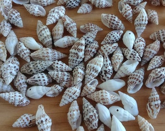 Tiny Drilled Seashells for Jewelry Making, Assorted Set of 25 Crow Dot Shells for DIY Earrings, Necklace, Bracelet