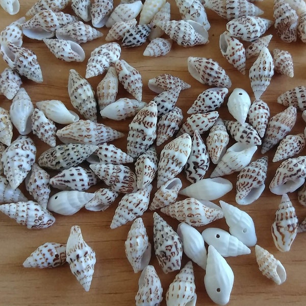 Tiny Drilled Seashells for Jewelry Making, Assorted Set of 25 Crow Dot Shells for DIY Earrings, Necklace, Bracelet