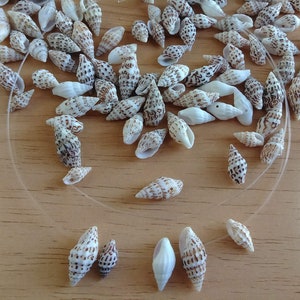 Tiny Drilled Seashells for Jewelry Making, Assorted Set of 25 Crow Dot Shells for DIY Earrings, Necklace, Bracelet immagine 2