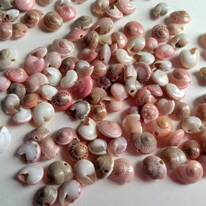 Tiny Pink Drilled Snail Shells, Set of 25 Assorted Pink Umbonium Seashells with Holes