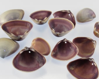 Small Drilled Purple Clam Seashells, Set of 25 Shells with Holes for DIY Shell Crafts