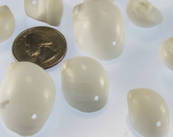 Conchas blancas perforadas, conjunto de 10 conchas Natica Mamillia con agujeros, 1 a 2 pulgadas, hacer su propia campana de viento de concha de mar