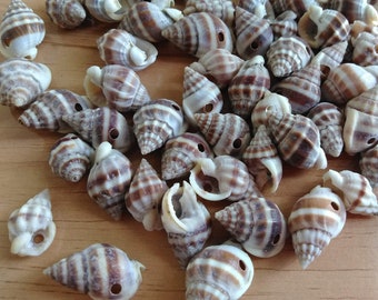 25 Drilled Small Seashells, Nassarius Phyrus Shells with Holes