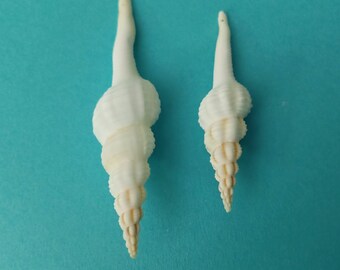 Drilled White Spindle Shells for Making Christmas Ornaments 3" - 4", Sets of 10, 25, 50