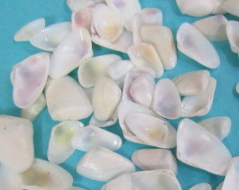 1 Lb Bulk Tiny Dyed Coquina Shells Seashells Craft Colorful 1//4-1//2/" Beach Deco