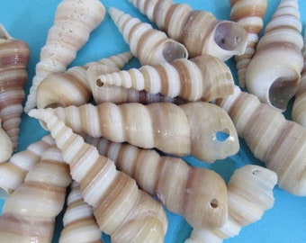 10 Drilled Spiral Shells Brown and White Turretella Seashells | Etsy