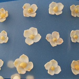 Seashell Flowers 12 Small White Cup Shell Flowers - Etsy