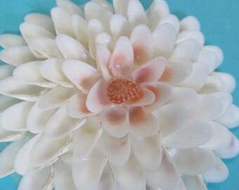 3 Inch Yellow and White Coquina Seashell Flower