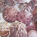 Drilled Pectin Seashells with Holes, Set of 10 Pectins, 2" to 3", Make your Own Seashell Mobile, Mermaid Party Under the Sea Theme Idea