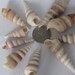 Brown and White Turretella Seashells, Set of 10 Spiral Shells for Shell Crafts, Measure about 1 to 3 inches in Length