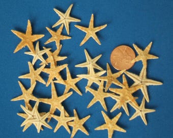 25 Small Starfish,  3/4" to 1-1/4"