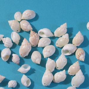 May include: A collection of small, natural seashells in various shapes and sizes, including spiral and conical forms. The shells are primarily off-white and beige, with a few showing subtle pink hues. They are scattered on a solid, light blue background.