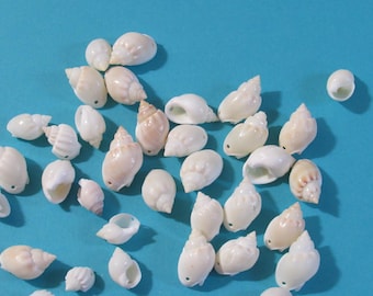 Small Drilled White and Beige Crown Seashells, Set of 25 Shells with Holes for Making Seashell Jewelry