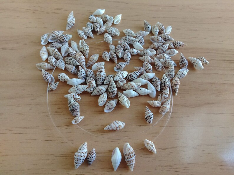 Tiny Drilled Seashells for Jewelry Making, Assorted Set of 25 Crow Dot Shells for DIY Earrings, Necklace, Bracelet immagine 2