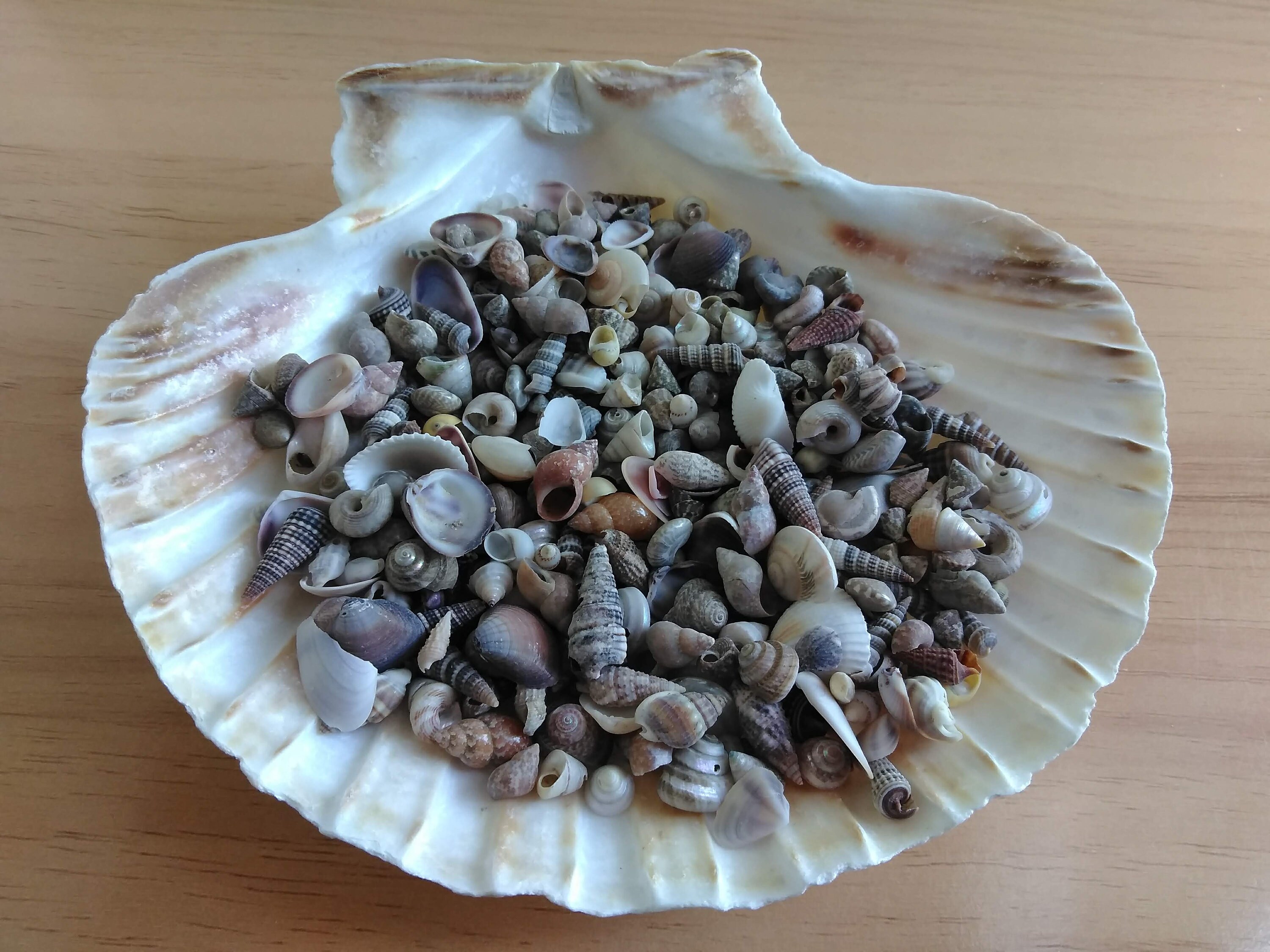 Tiny Seashell Assortment, 1/8 to 1 Inch, One 3
