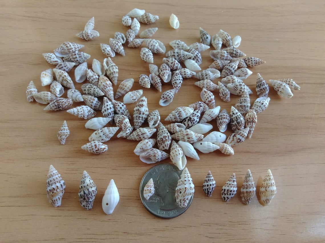 Tiny Drilled Seashells for Jewelry Making, Assorted Set of 25 Crow Dot ...