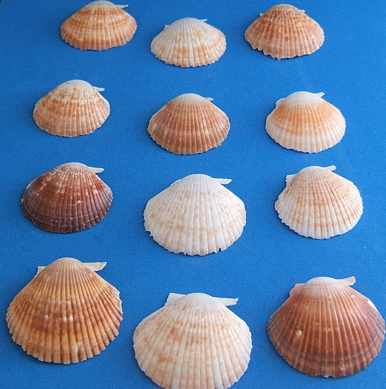 25 Cup Seashells 1-1/2 to 2 Inch Make Your Own Shell Wind - Etsy