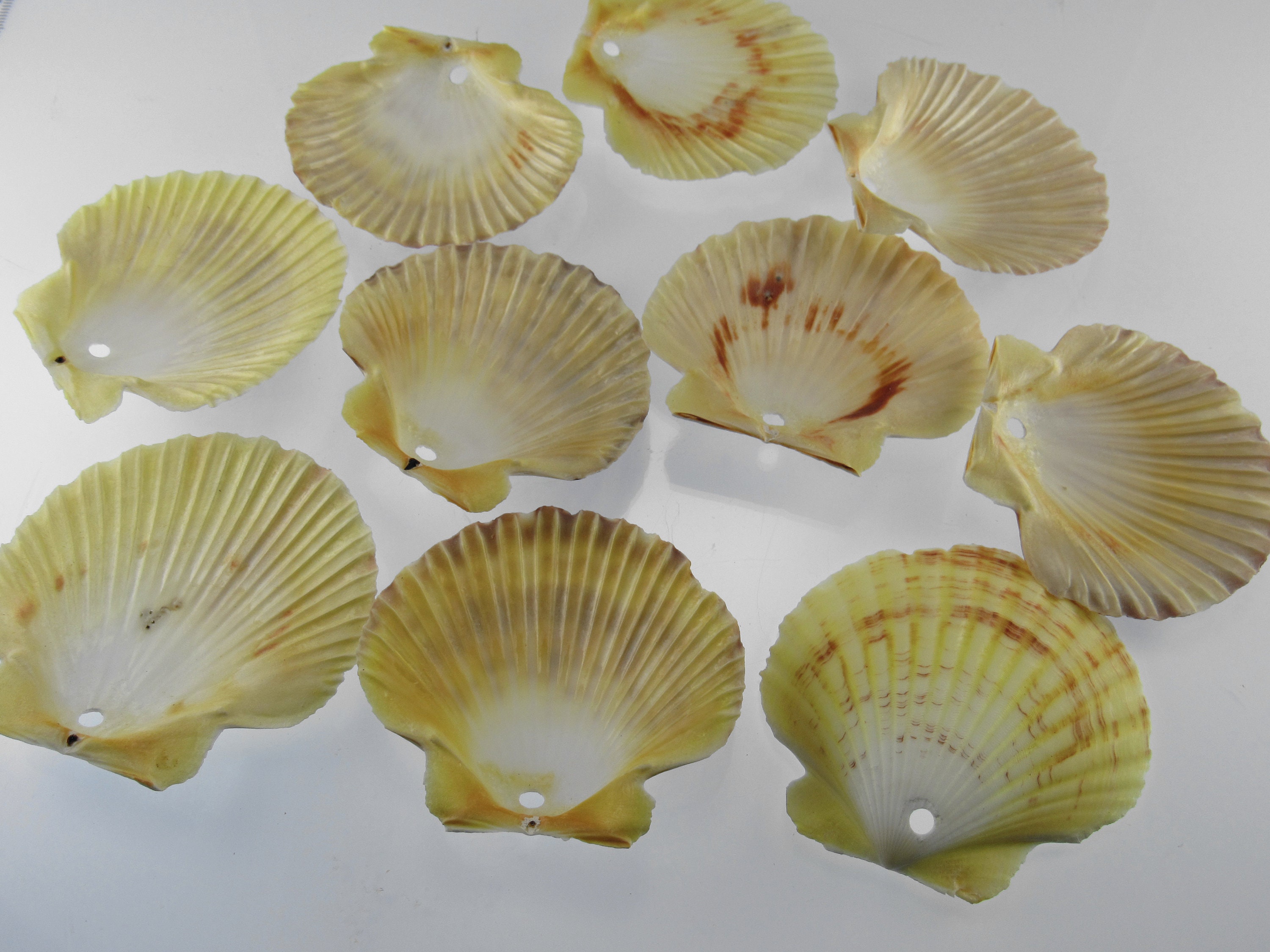 Drilled Scallop Seashells With Large Holes Set of 10 Scallop Etsy Singapore