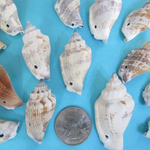 May include: A collection of 13 small, white, brown, and gray seashells with holes drilled through them. The shells are arranged on a blue surface with a US quarter for scale.