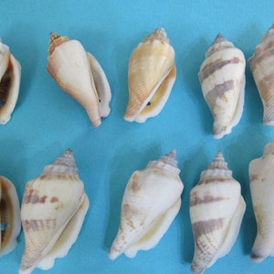 May include: Ten seashells of various sizes and colors, arranged in two rows on a light blue background. The shells are a mix of white, brown, and beige with some having brown stripes.
